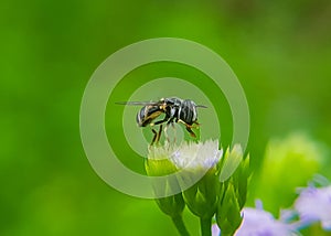 close up photo of flower fly, macro photo of Hoverfly