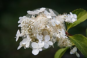 Close-up photo of flowering Hydrangea arborescens