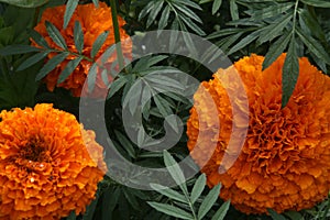 Close up Photo with flowers Africander Tagetes erecta, three orange blossom in detail with dark green leaves arouund.