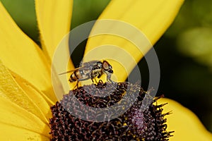 Close-up photo of a fly pollination and yellow flower