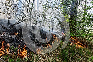 Close up photo of a forest fire in progress.