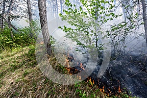 Close up photo of a forest fire in progress.