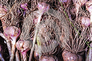 Close up photo of fresh garlic background texture. Agriculture, organic natural food concept