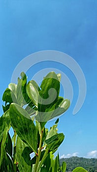 Close up photo of fresh green acacia tree leaves against the background of blue sky.