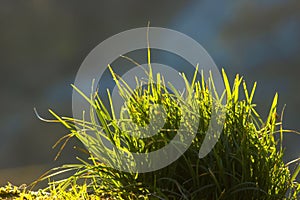 Close up Photo of Fresh Growing Grass in Winter