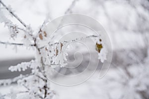 Close up photo of frozen leaf on a tree