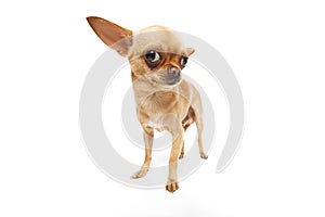 Close-up photo of funny chihuahua looking curiously at camera against white studio background. Fish-eye effect.