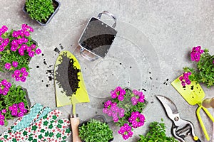 Close-up photo of garden tools, soil and spring flowers on a stone table