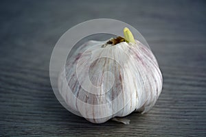 Close up photo of garlic Allium sativum on dark background.