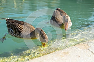 Close up photo of geese eating underwater