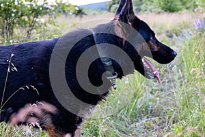 Close up photo of a germen shepherd dog lying in grass during a summer walk.