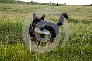 Close up photo of a germen shepherd dog lying in grass during a summer walk.