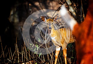 Close up photo of Giant eland baby, also known as the Lord Derby eland in the Bandia Reserve, Senegal. It is wildilfe photo of photo