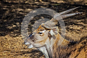 Close up photo of Giant eland, known as the Lord Derby eland in the Bandia Reserve, Senegal. It is wildilfe photo of animal in