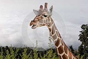 A close up photo of a giraffe`s neck and head with trees and clouds in the background