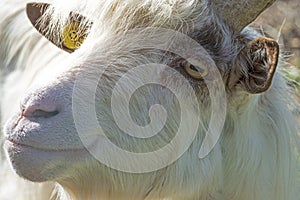 Close up photo Girgentana goat, Valley of the Temples, Agrigento, Sicily, Italy.