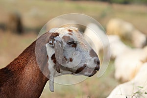 Close up photo of goat neck