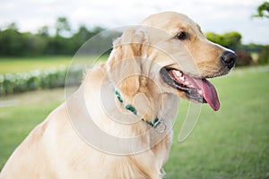 Close up photo of Golden Retriever puppy with green collar sitting in the summer park.