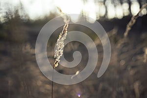 Close up photo of golden spikelet in magic backlight