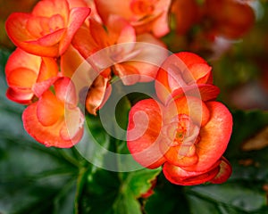 Close up photo of Grapeleaf Begonia