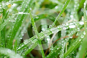Close up photo of grass blades covered with large water droplets