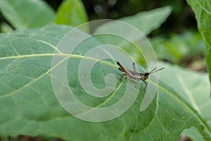 Close up photo grass hooper over the strip leaf on the rainy forest