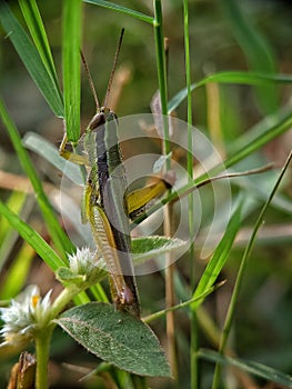 A close-up photo of a grasshopper perched on a blade of grass, surrounded by foliage and flowers