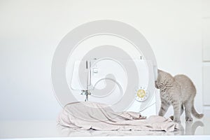 photo of a gray kitten playing near a white sewing machine