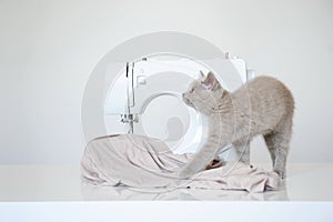 photo of a gray kitten playing near a white sewing machine