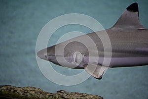 Close up photo of gray shark Carcharhinus amblyrhynchos