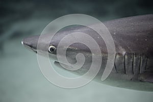 Close up photo of gray shark Carcharhinus amblyrhynchos