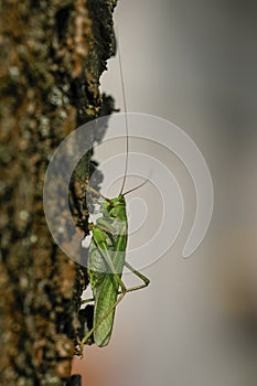 Close-up photo of the Great green bush-cricket