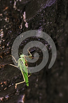 Close-up photo of the Great green bush-cricket sitting on tree trunk in magnificent lighting