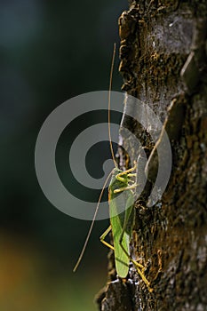 Close-up photo of the Great green bush-cricket sitting on tree trunk in magnificent lighting