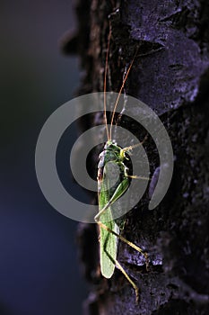 Close-up photo of the Great green bush-cricket sitting on tree trunk in magnificent lighting