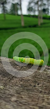 Close up photo green caterpillar with blur background