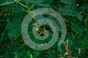 Close-up photo of a green fig leave on a small branch against a bright green background