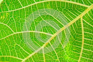 Close-up photo of a green fig leave on a small branch against a bright green background