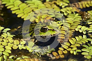 Close up photo of green frog