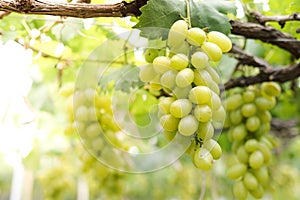 Close-up photo of green grapes. Organic vineyard farming concept.