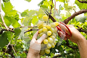 Close-up photo of green grapes. Workers use scissors to cut a bunch of fresh green grapes from the tree.