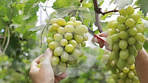 Close-up photo of green grapes. Workers use scissors to cut a bunch of fresh green grapes from the tree.