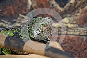 Close up photo of green iguana