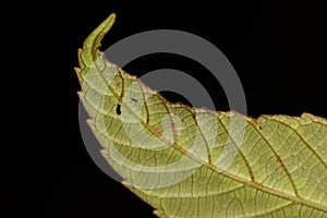 Close up photo of green leaf tip with serate margin photo