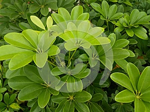 close-up photo of green leafy plants.