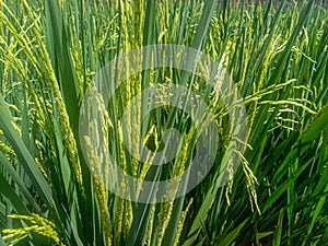 close up photo of green rice plants in the fields