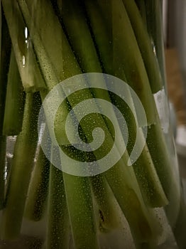 close-up photo of green stems in a vase