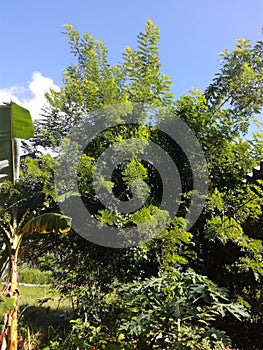 A close up photo of a green tree. Blue sky.