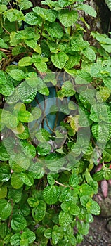 close-up photo of green wet leaves