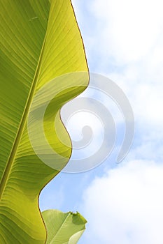 Close up photo of green yellow banana leaves of exotic palm under blue sky and sunshine background.  Pollution free symbol.
